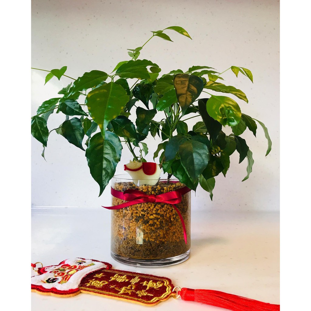旺旺樹 辦公室植物 常綠植物風水植物 風水盆栽 祝賀盆栽 送禮盆栽 好照顧盆栽 蝦皮購物