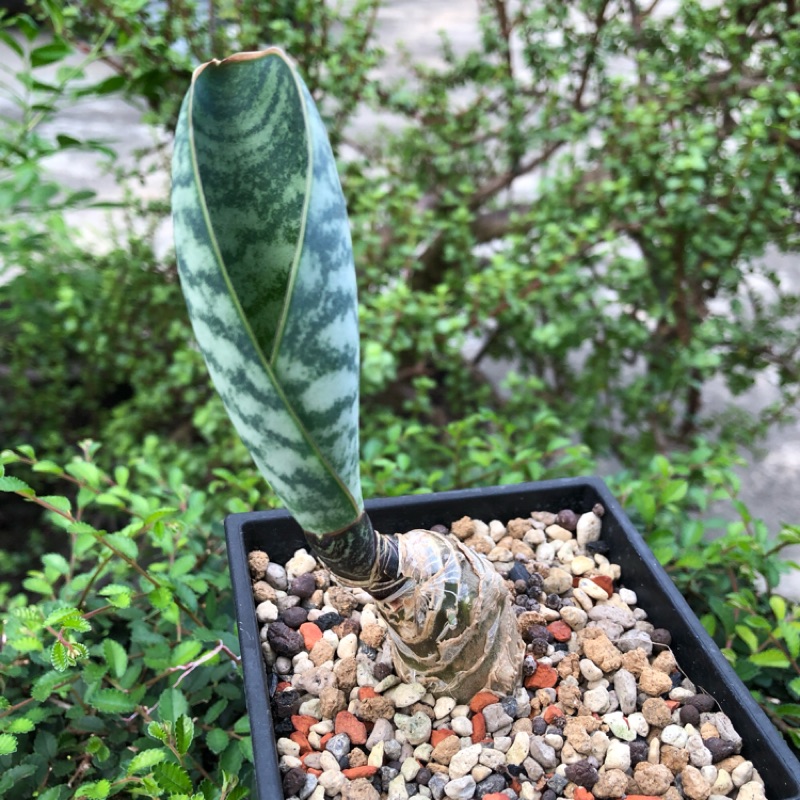 大塊根 寶扇虎尾蘭 多肉植物 龍舌蘭科
