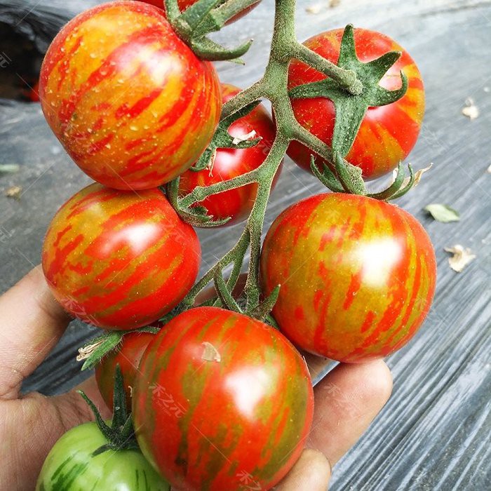 【蔬菜種子S124】彩紋番茄 ~~成熟後果實紅、黃相間，外形美觀，適宜露地栽培。