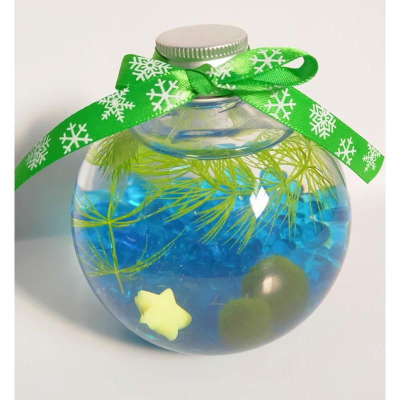 得寵家居 親子diy 水草瓶水草缸生態瓶魚草共生餐廳辦公桌裝飾療癒小物綠球藻生態瓶團體禮品交換禮物 蝦皮購物