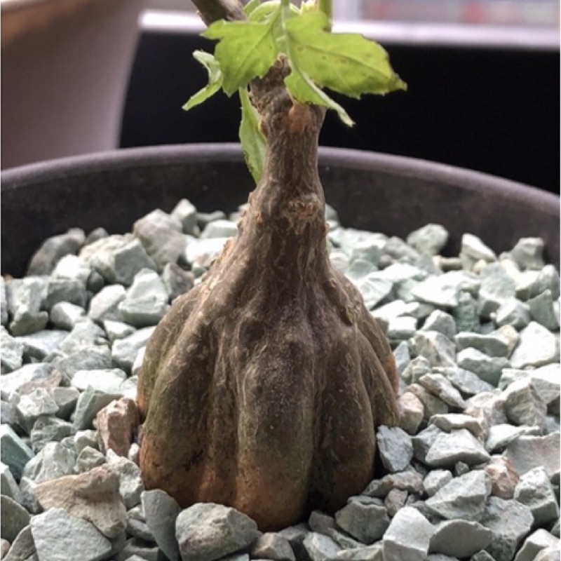 沙漠苦瓜 塊根植物 多肉植物 塊根 蝦皮購物