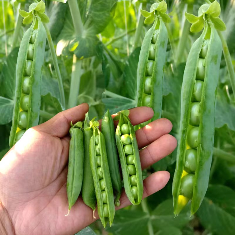 多款豆種珍奇甜脆豌豆種子荷蘭豆種子農家四季種植長壽豌豆仁甜豆蔬菜仔 蝦皮購物