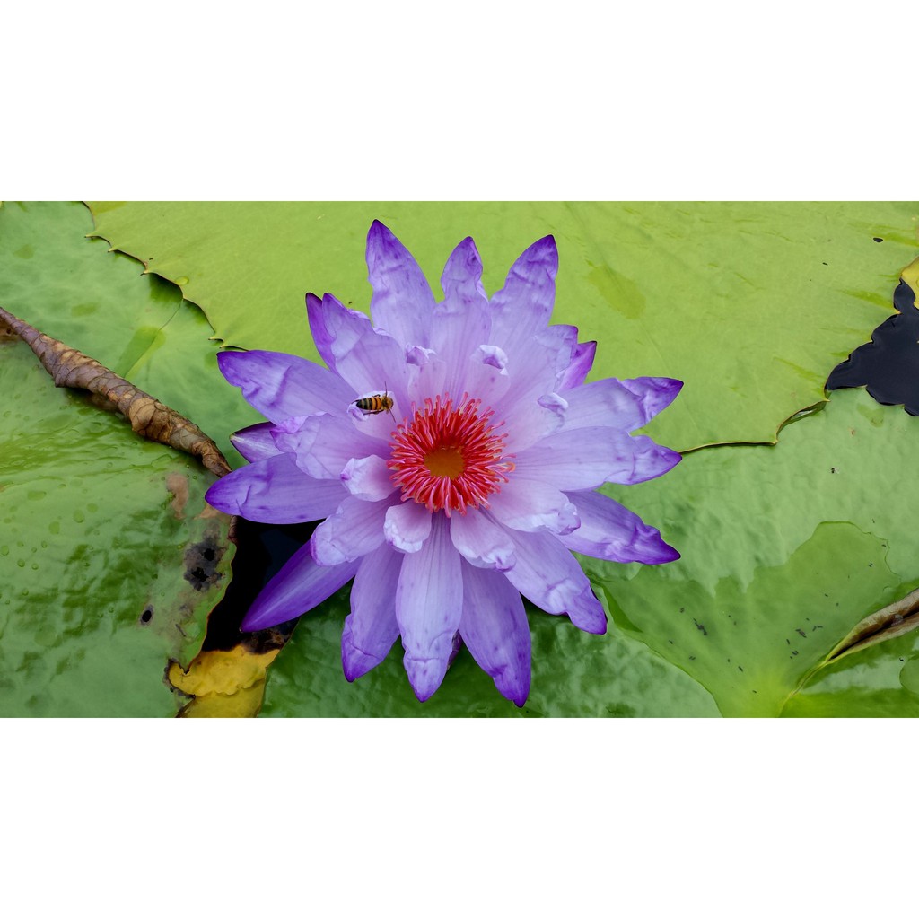 水生植物 睡蓮 澳洲原生睡蓮 1入 蝦皮購物
