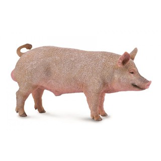 「芃芃玩具」COLLECTA 動物模型 公豬 R88864 貨號88864