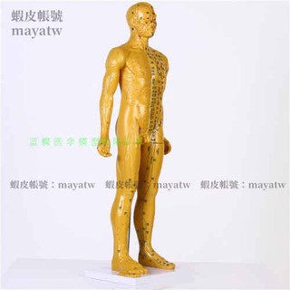(MD-B_0785)刻字85cm超清晰男人體模型人體經絡模型中醫銅人針灸穴位帶肌肉
