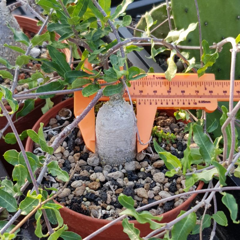 瘋肉植物園 多肉植物 火星人 塊根 蝦皮購物