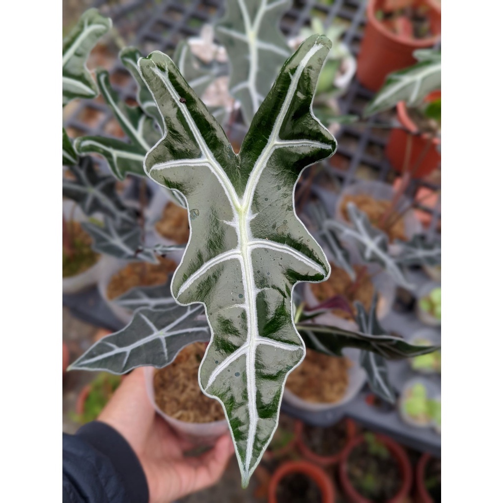 開心農元-觀葉植物- 諾比觀音蓮 Alocasia sanderiana 'Nobilis' 熱門 IG 網紅 文青必備