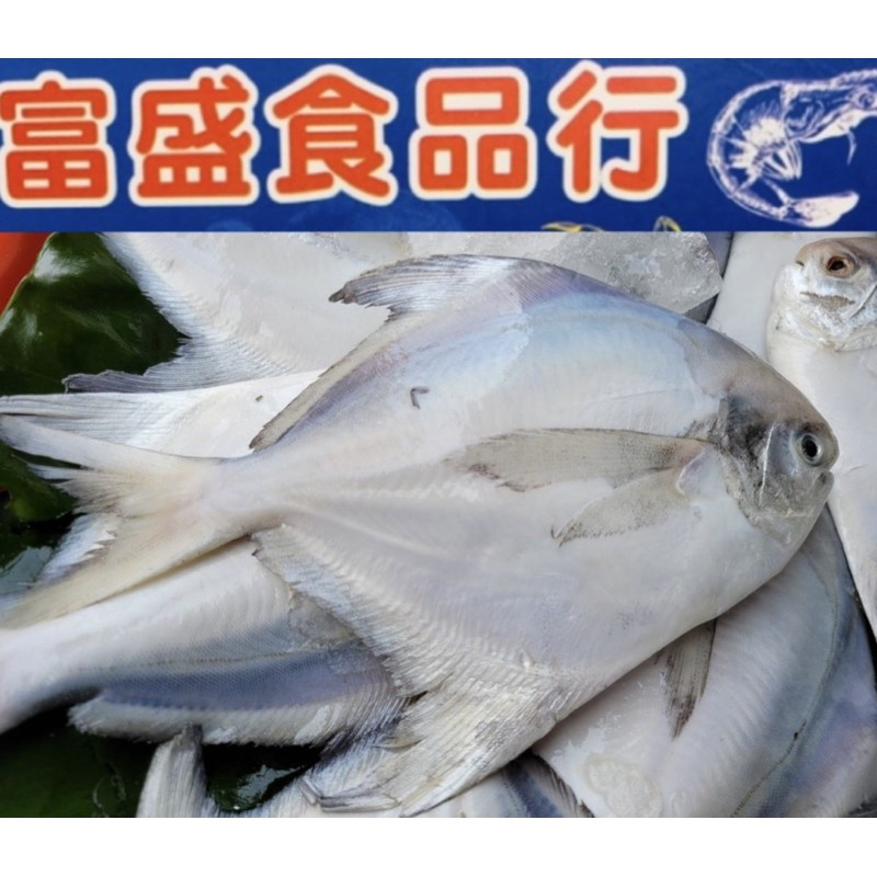 台灣白鯧魚正白鯧250/300 真空包裝魚 蝦皮購物