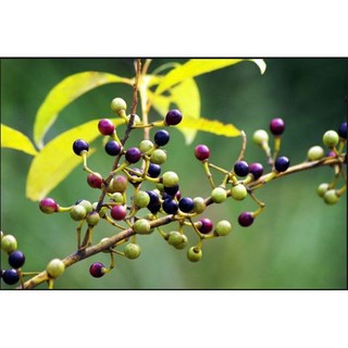 山雞椒精油、另售香茅、甜橙、茶樹、薰衣草精油