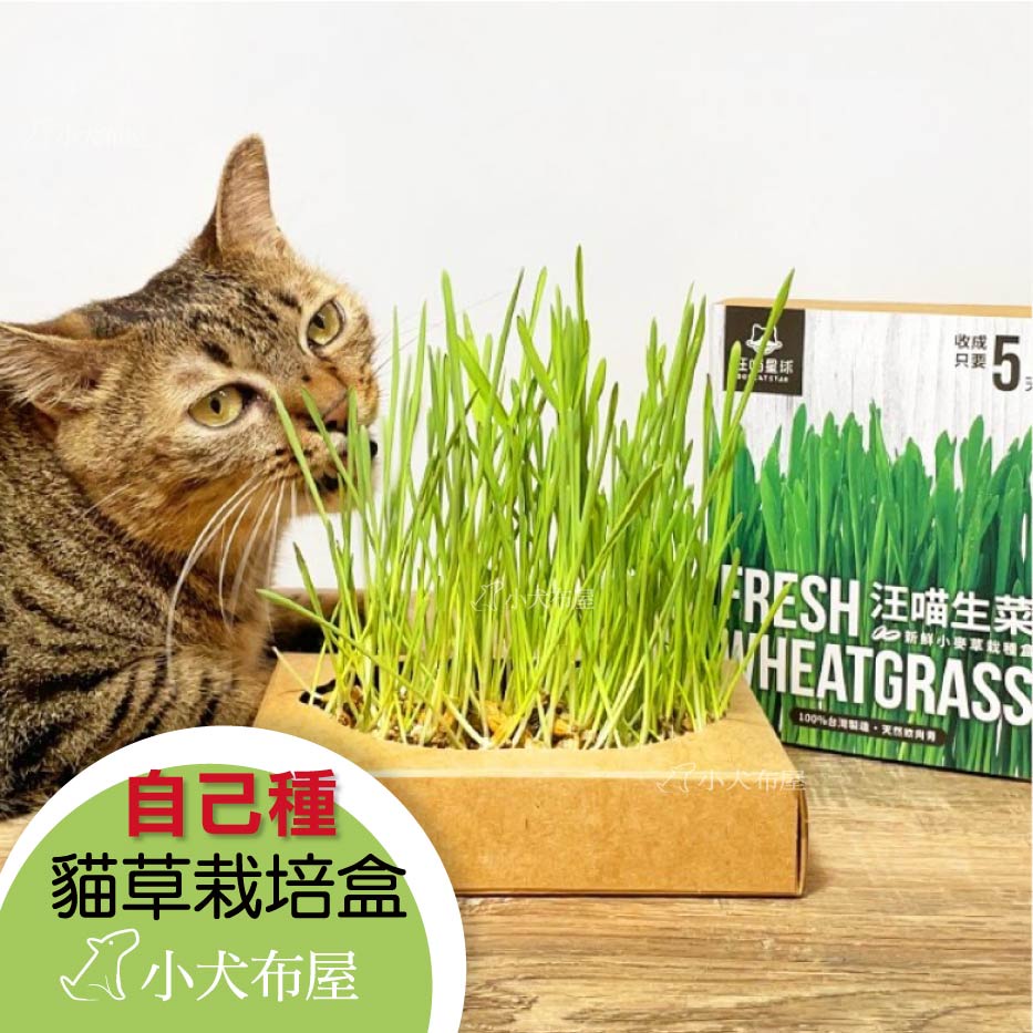 汪喵星球 貓草新鮮栽培盒 汪喵生菜 自己種貓草最新鮮 貓草種子 犬貓皆可吃 貓零食 小犬布屋 蝦皮購物