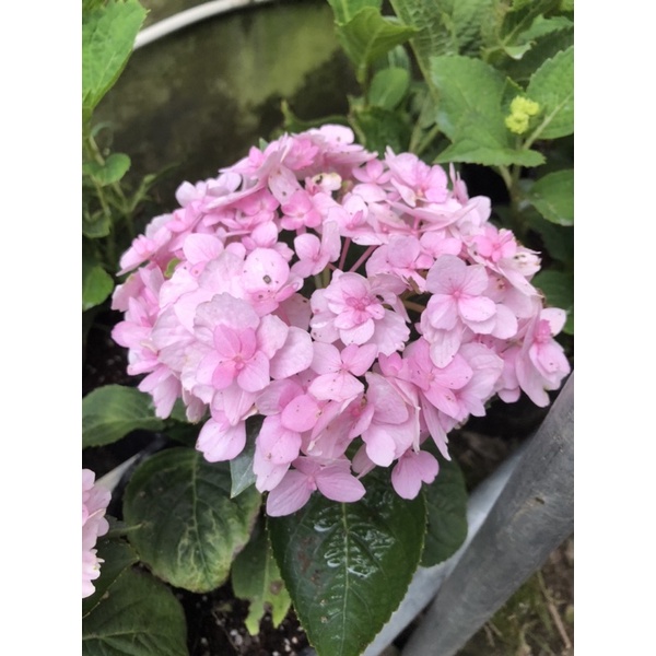 海芋小屋 繡球花 紫陽花 無盡夏 無盡的夏天 四季繡球 熱帶繡球 八仙花 洋繡球 蝦皮購物