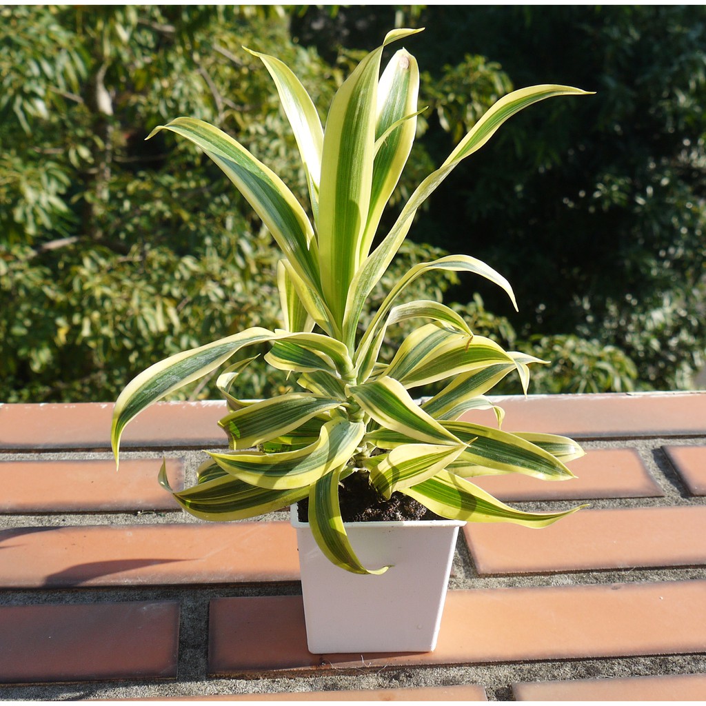 黃金百合竹 3寸 室內清淨空氣盆栽 室內植物觀葉植物 花樣渼栽盆栽生活館 蝦皮購物