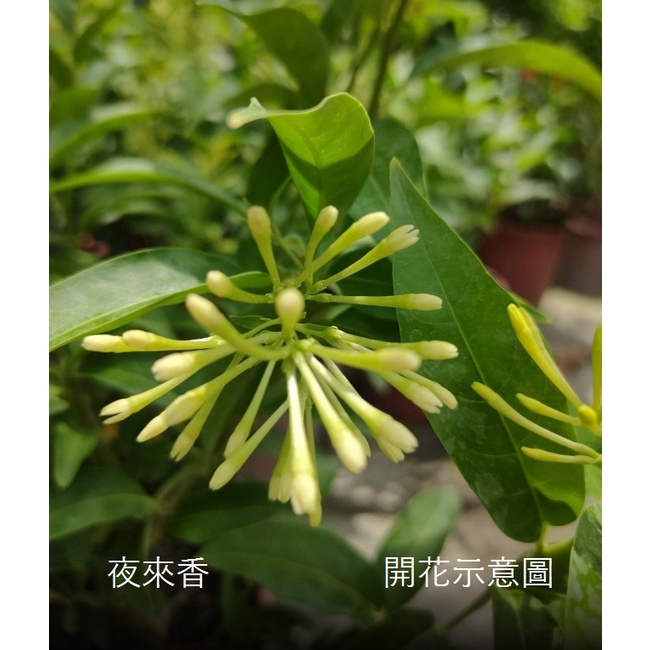 花花世界 綠籬植物 夜來香 夜光花 夜丁香 6吋盆 高25 35公分 耐旱生性強健 Ma 蝦皮購物