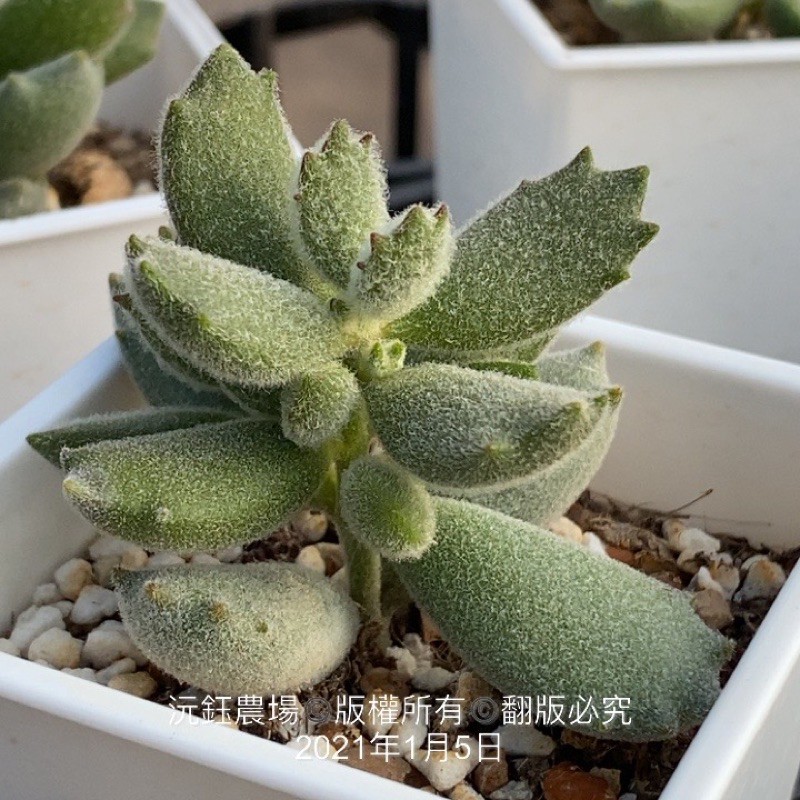 沅鈺農場多肉植物子貓之爪 蝦皮購物