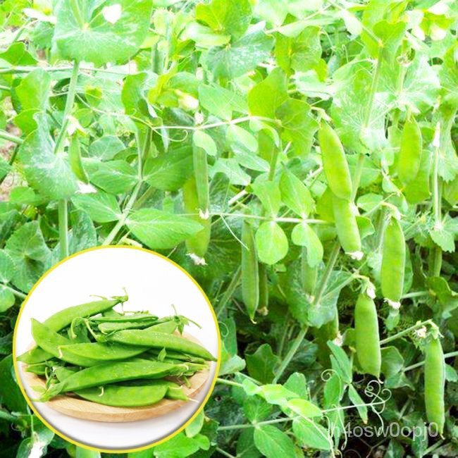 菜農之家 荷蘭豆種子大莢荷蘭豆軟莢四季播蔬菜種子應季蔬菜種籽豌豆角農家扁豌豆甜豆 原廠拆散裝出貨 可教種植 盜圖必究