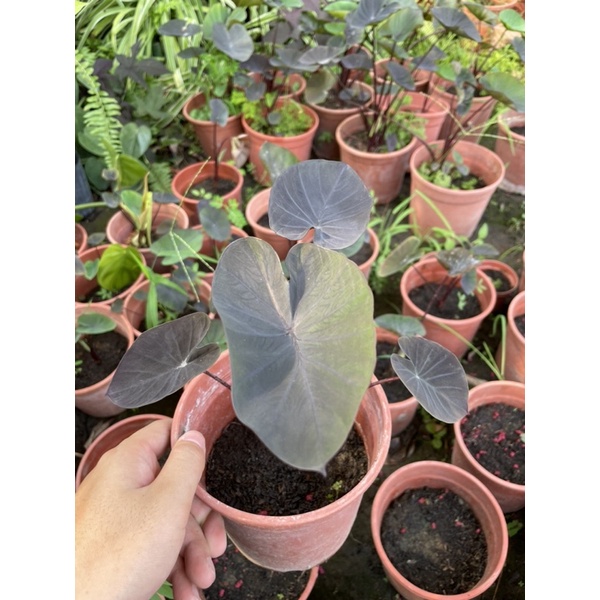 黑珊瑚水芋5吋盆特價500元