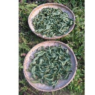香椿茶 日曬 香椿葉 幫助消化 調節生理機能 自有農場