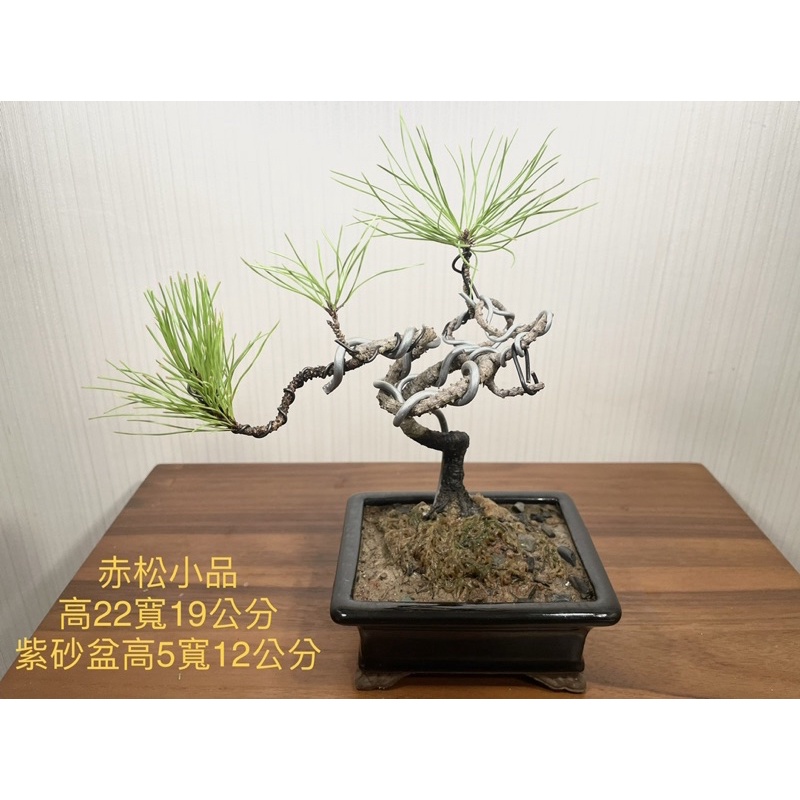 赤松盆栽的價格推薦- 2023年8月| 比價比個夠BigGo