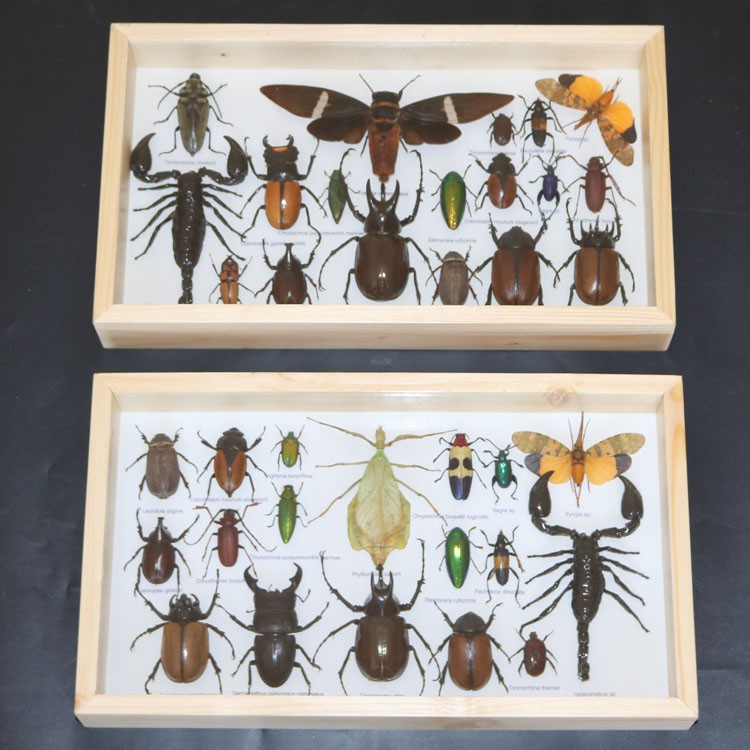 好物推薦 真昆蟲標本實木外框熱帶雨林小學生科譜生物天牛蝎子金龜子娥蝴蝶 蝦皮購物