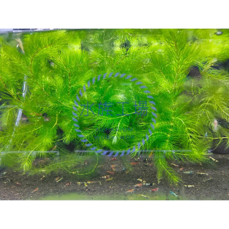 水族工場 金魚藻 水草 水族造景 蝦皮購物