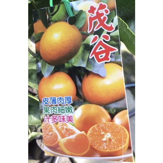 ★綠霖園藝★茂谷🍊嫁接苗高度80公分 水果樹苗/觀賞植物/水果樹苗/新興果樹/果苗/嫁接/植物/盆栽