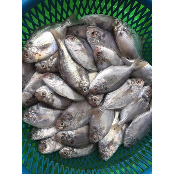 現撈小肉魚1公斤500元