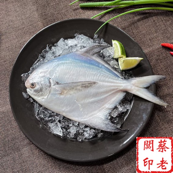 【蔡老闆】㊣現撈野生白鯧魚300g〔真空包裝〕〔免費代殺〕〔自家漁船捕撈〕海鮮/代殺/現殺/美食/海港直送/現撈/白鯧