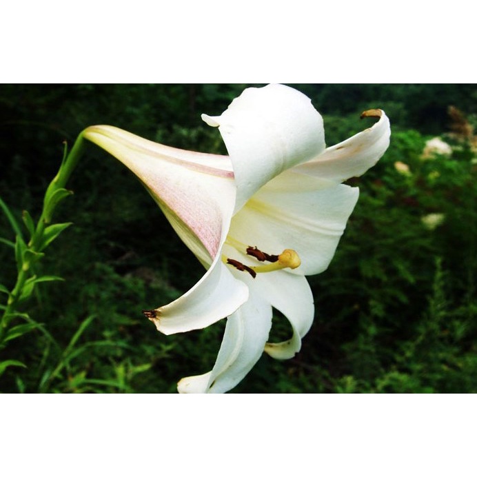 野百合種子野百合花百合花種子台灣原生種花卉種子 農產種子郵購讚 蝦皮購物