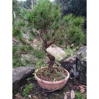 松雅園 五葉松盆栽 居家景觀樹 三 蝦皮購物