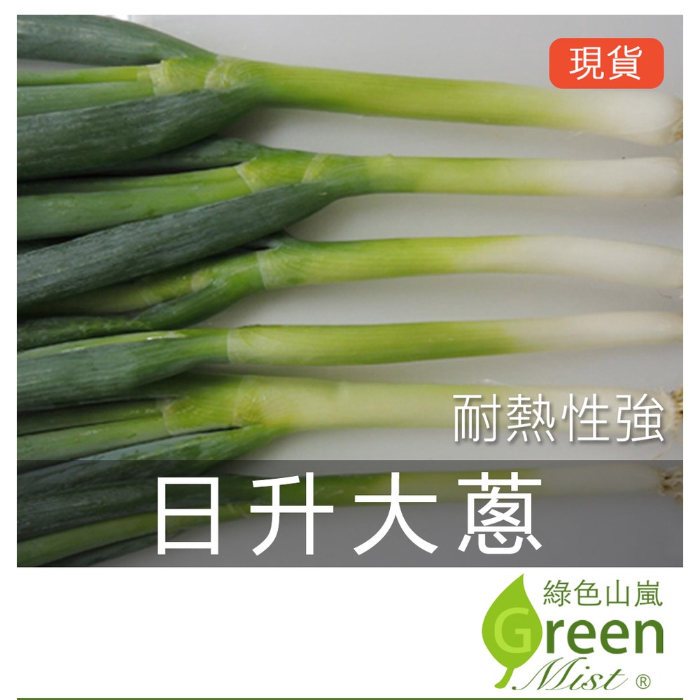 現貨- 日升大蔥(0.42g約200顆) 一代交配 耐熱性佳 青蔥 大蔥 種子蔥 蔥種子 蔬菜種子【綠色山嵐】