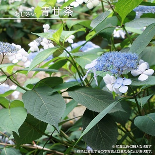 繡球花雙11限定 蝦皮購物