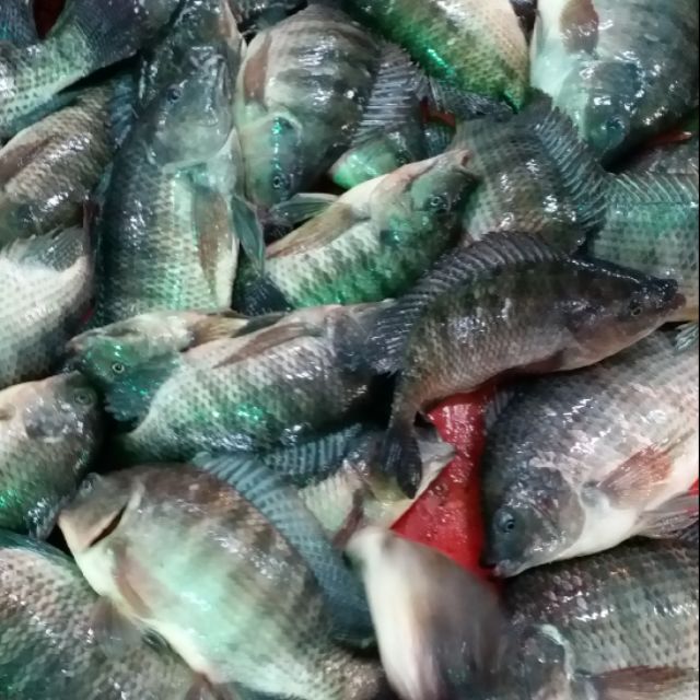 鹹水吳郭魚 中 小尾 10 15尾入 蝦皮購物