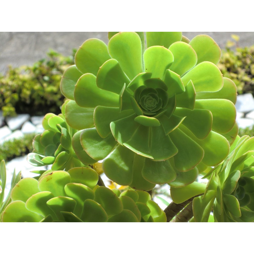 開心農元-種子-多肉植物種子 烏比坎 翡翠城法師 AEONIUM urbicum