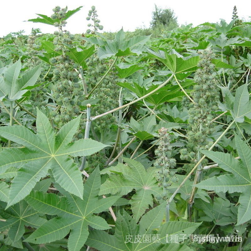 夯全網最多款種子夯 蓖麻種子 四季播種綠寶蓖麻種子大麻子草麻種籽可食用蔬菜種子0e8w 蝦皮購物