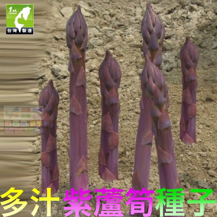 🍆㊣【我想發芽】紫蘆筍種子 肥大 多汁 微甜 柔嫩可口 易栽好活 陽台盆栽 (約5粒/包) 25元