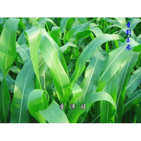 【愛沛旺】現採牧草：芻料之王《青割玉米葉》200g~~促進寵兔及天竺鼠腸胃蠕動最佳天然牧草