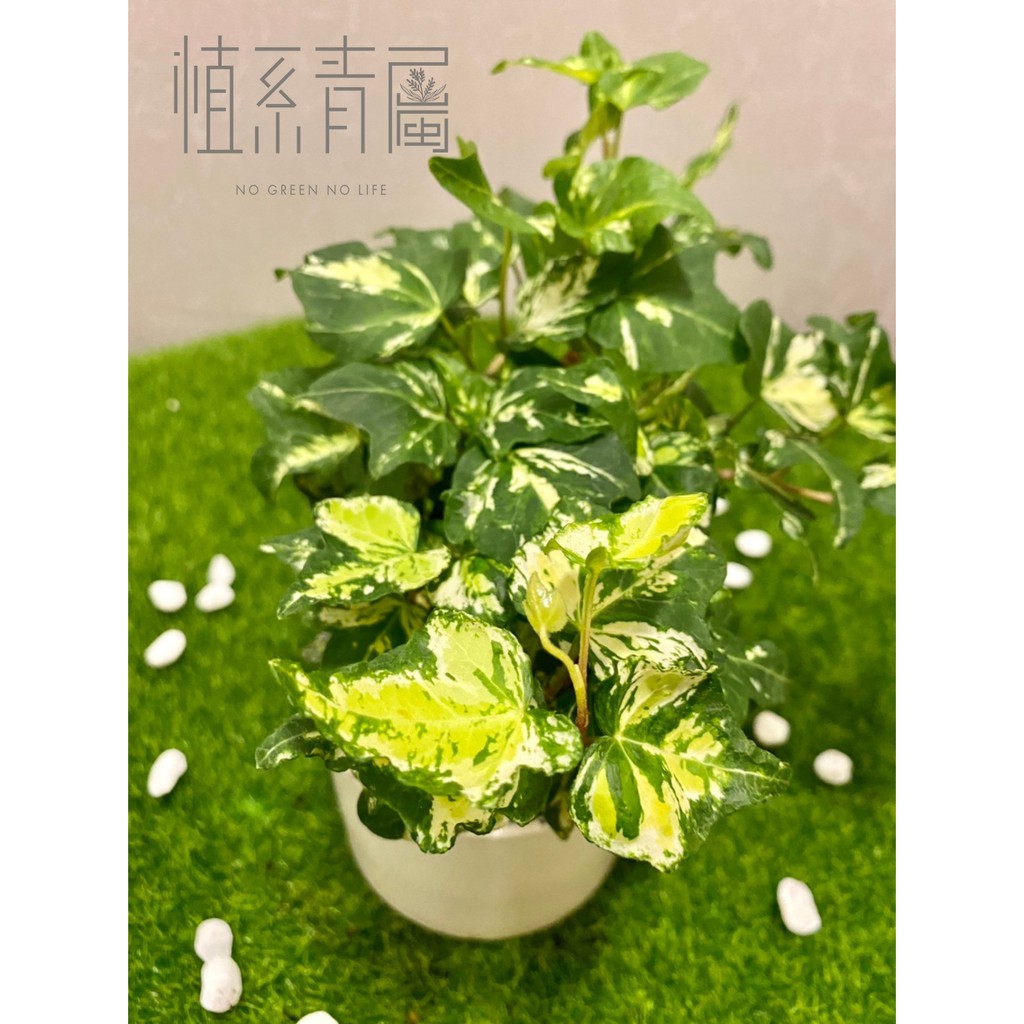 植系青屬 黃斑綠葉常春藤 爬藤植物 觀葉植物 室內植物 三吋小品 不含水泥盆 蝦皮購物