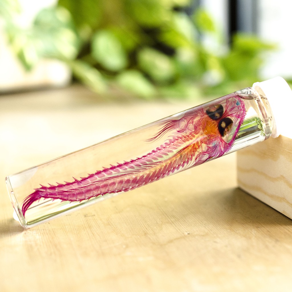 海琉工作室 桌上的迷你博物館 透明標本 針鯒 魚類標本 台灣海洋生物 教學 禮物 展示 收藏 科學 特別 骨骼 透明魚