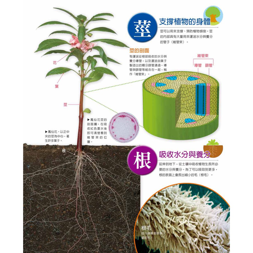 植物百科圖鑑 大尺寸的生態照 附特徵剖面圖 植物生理知識的最佳讀物 蝦皮購物