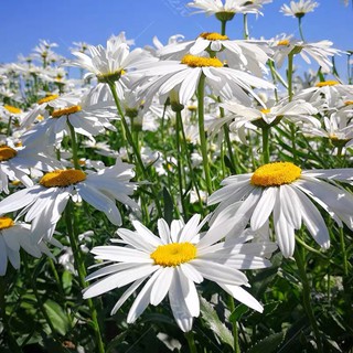 萬壽菊大的價格推薦 21年8月 比價撿便宜