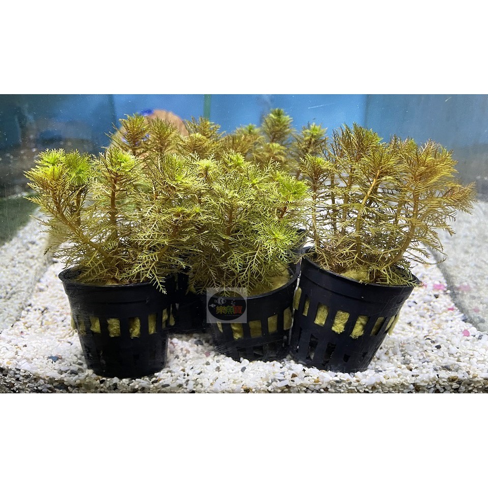 水草盆 拍賣 評價與ptt熱推商品 21年6月 飛比價格