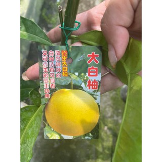 《花果山🐒》 -- 大白柚 / 養生白柚茶 / 止咳柚子蔘八仙果 4.5吋接苗 超取可能會修剪
