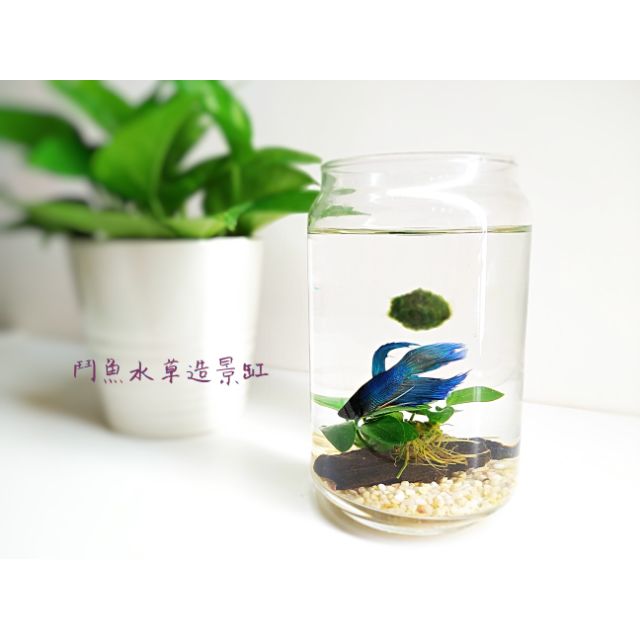 小五花水族街鬥魚水草造景缸 蝦皮購物