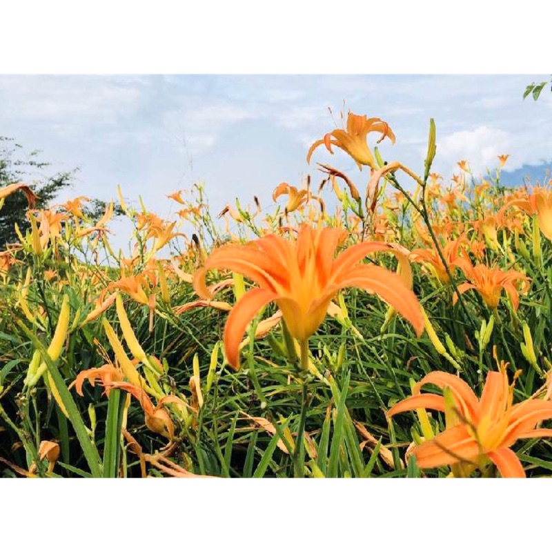 金針花苗自家栽培每棵5元起 可食用品種 蝦皮購物