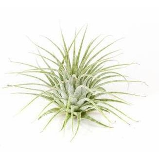 【瘋鳳】空氣鳳梨 斑馬小精靈 Tillandsia ionantha 'Zebrina'