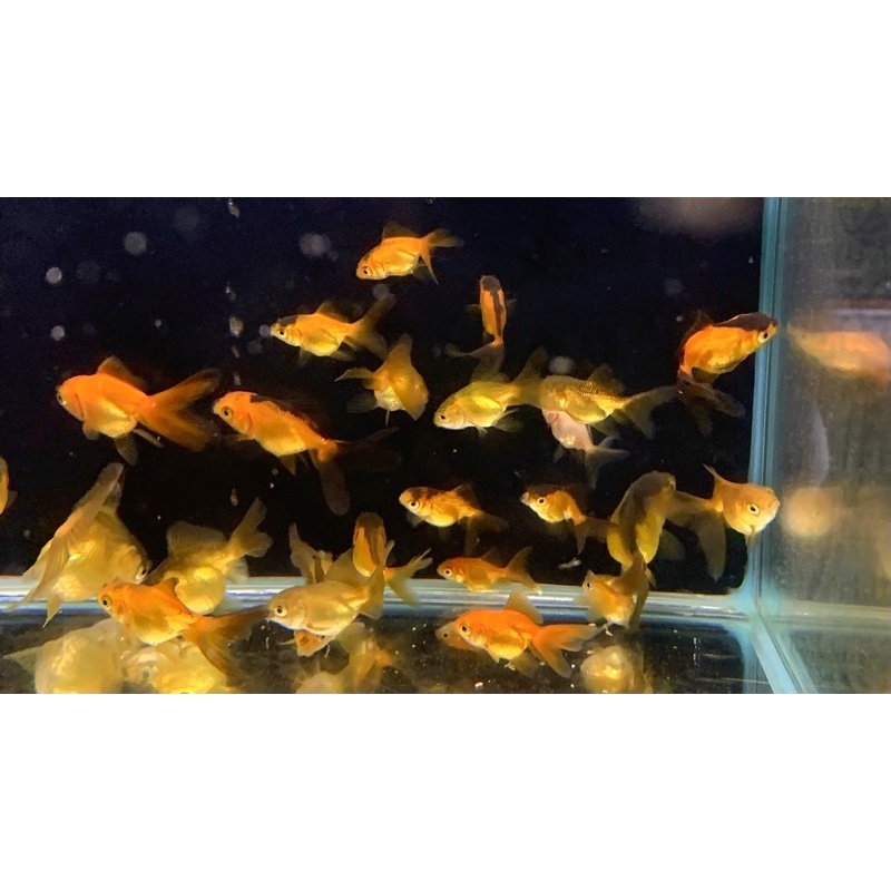 水魚水族 現貨 限量快搶 可愛小金魚練功金魚模型飼料 蝦皮購物