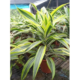 檸檬千年木的價格推薦 2021年12月 比價比個夠biggo