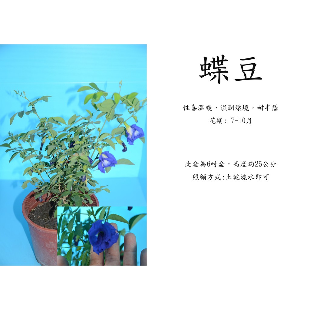 心栽花坊-蝶豆/5吋/蝶豆花/香料香草植物/售價150特價120