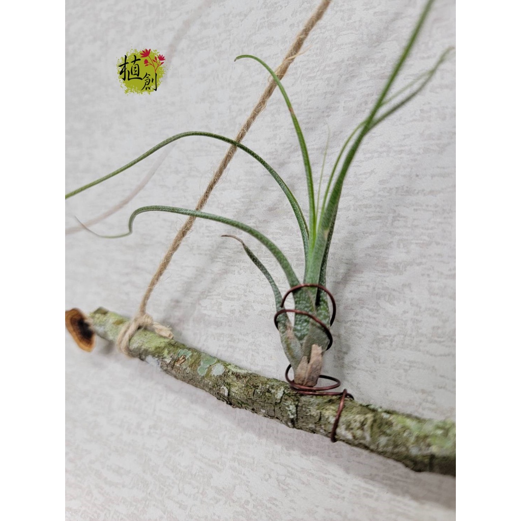植創-枯枝+空氣鳳梨-虎斑章魚⛪111050109含植物🌳空氣鳳梨植物搭配🎍枯木造景🎀植物禮物