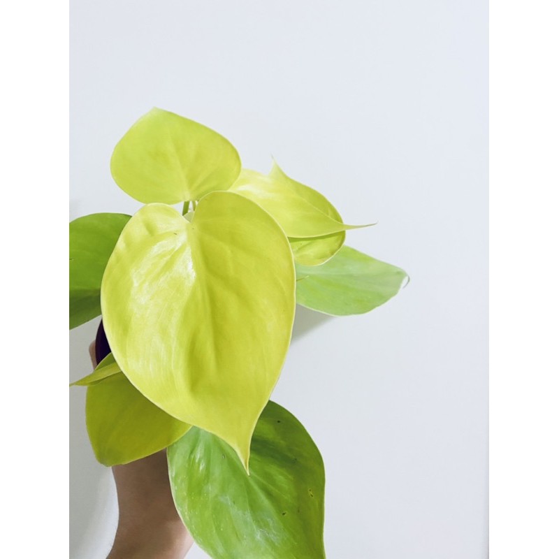 有話植說 桃心蔓蔓綠絨室內植物好照顧3吋盆 蝦皮購物